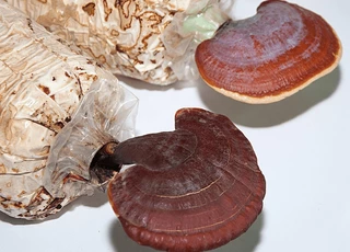 Ganoderma lucidum